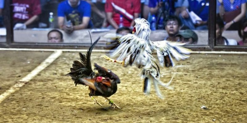 vietjack 11 qq88 bắn cá