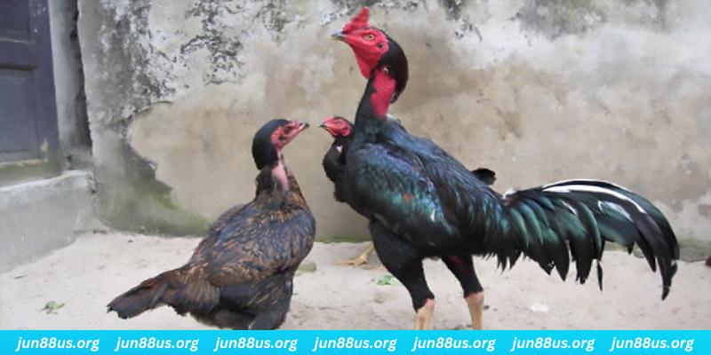 vietjack 11 casino hồ tràm có cho người việt vào không