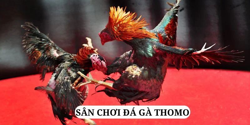 vietjack 11 trực tiếp xổ số miền bắc